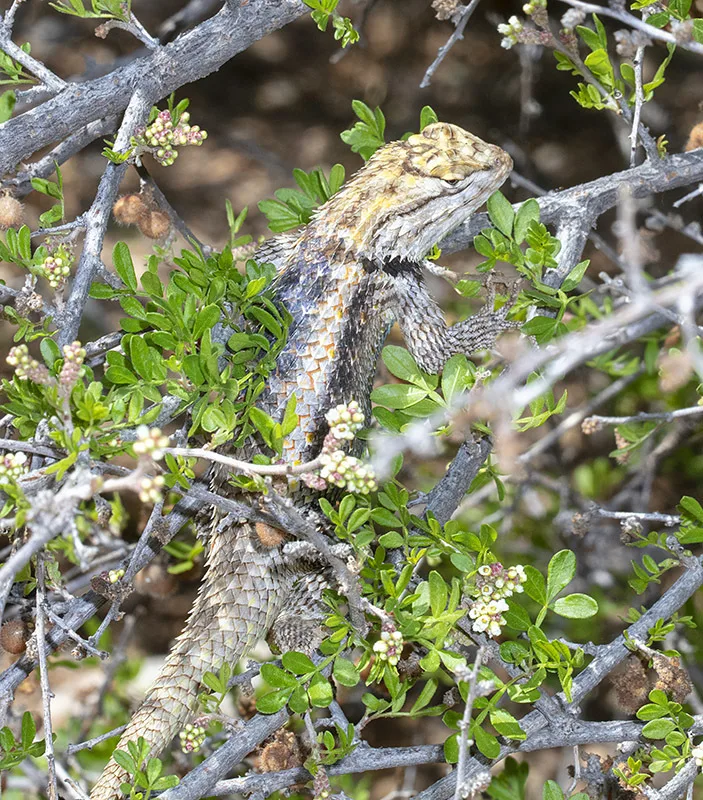 Desert Spiny Lizard