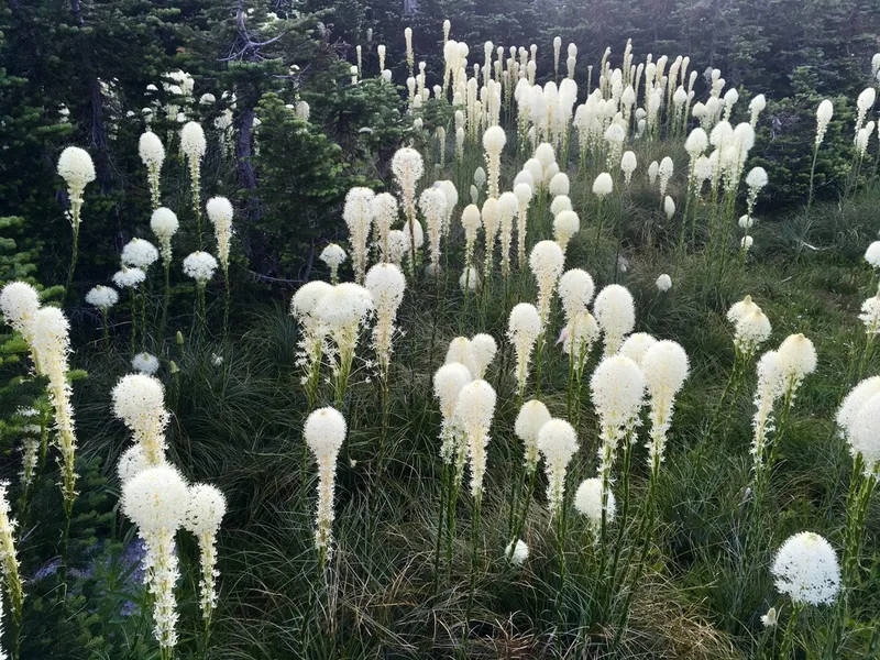 common beargrass