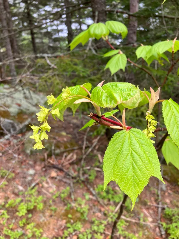 striped maple
