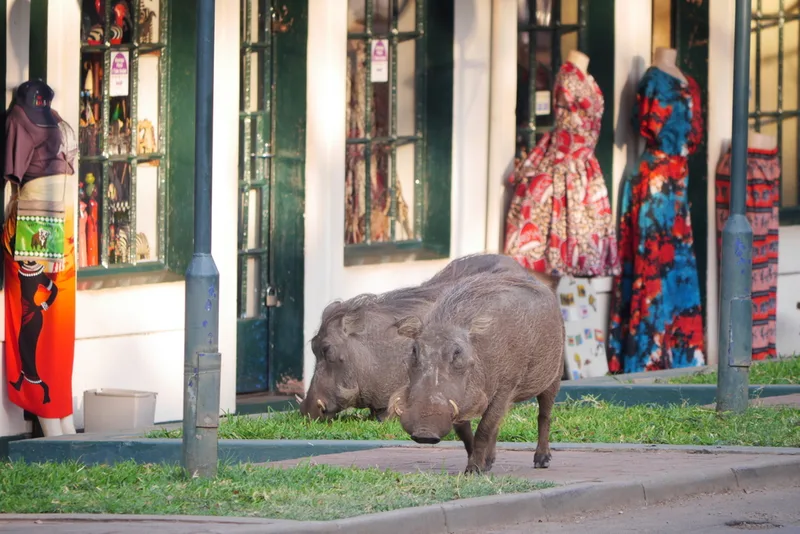 Common Warthog
