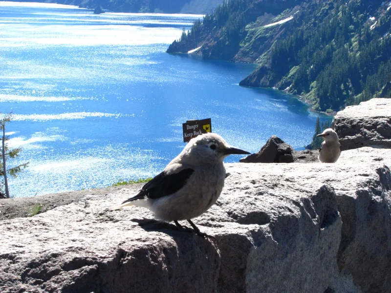 Clark's Nutcracker