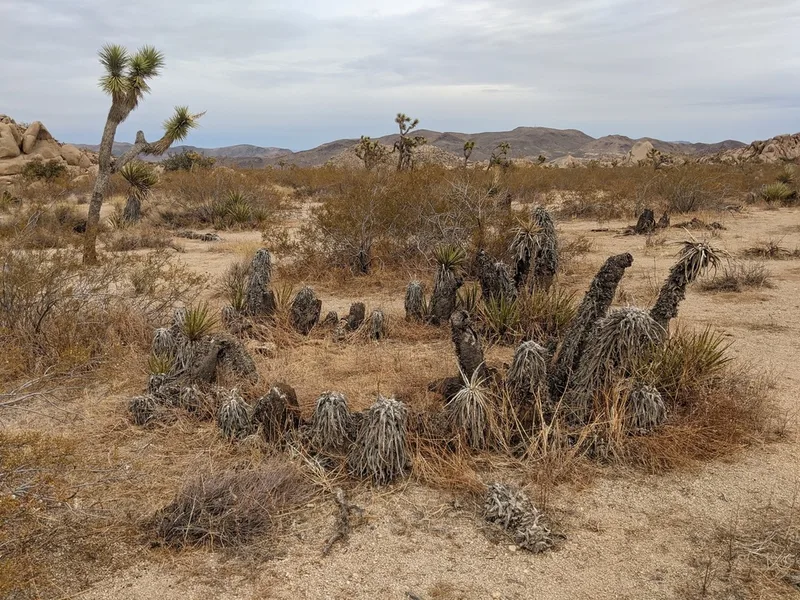 Mojave Yucca