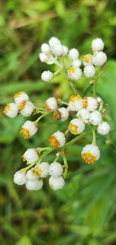 pearly everlasting