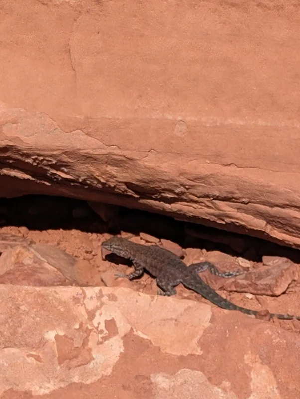 Plateau Fence Lizard