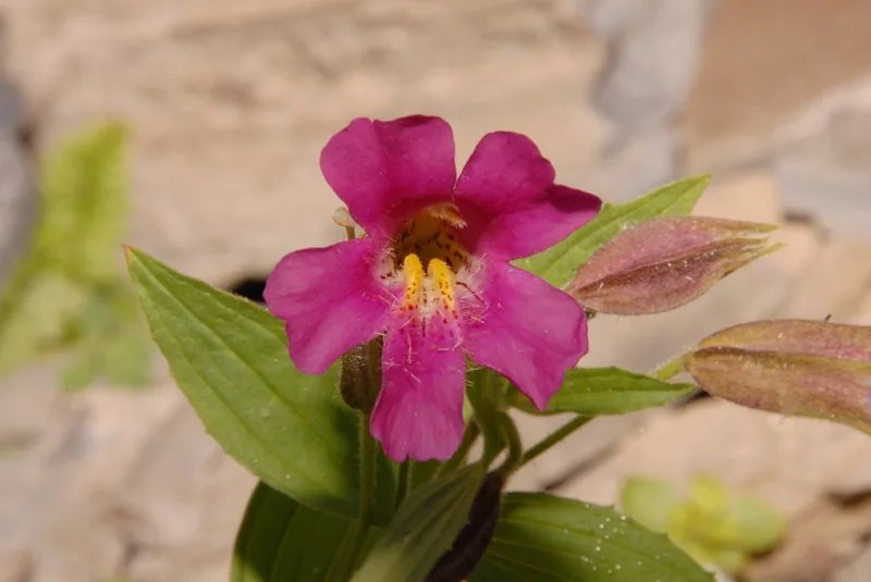 Lewis' monkeyflower