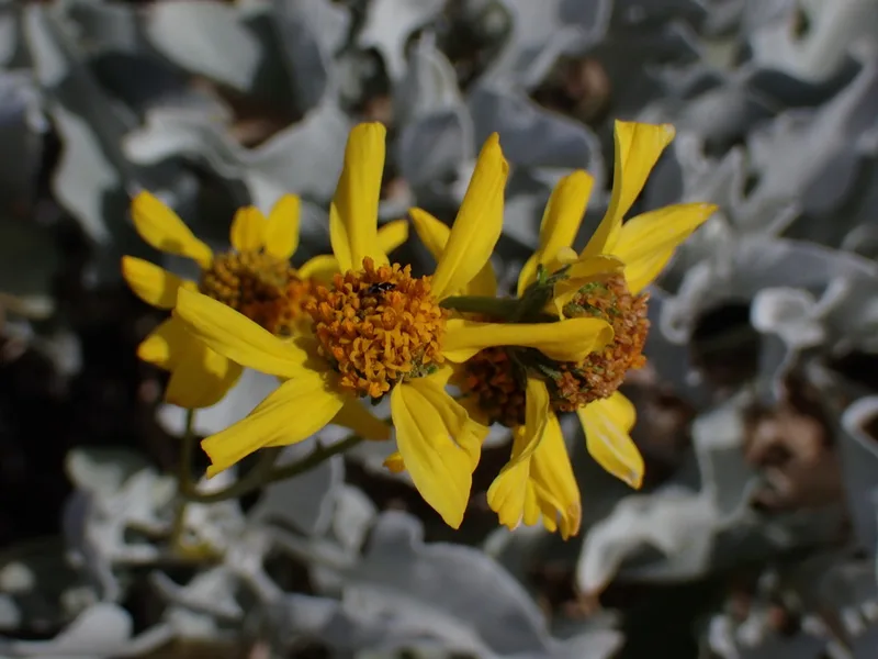Brittlebush