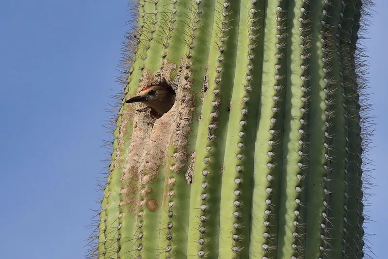 Gila Woodpecker