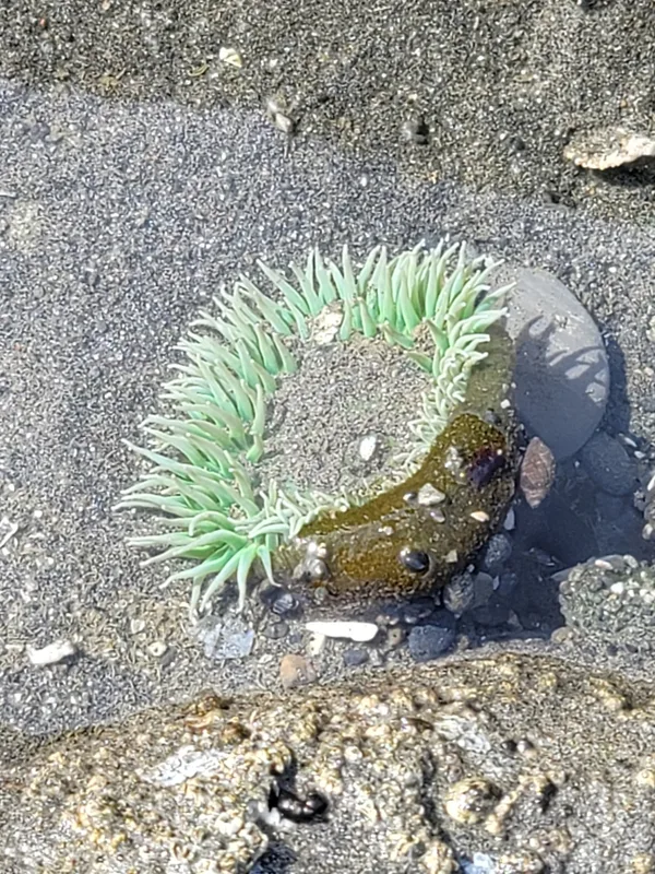 Giant Green Anemone