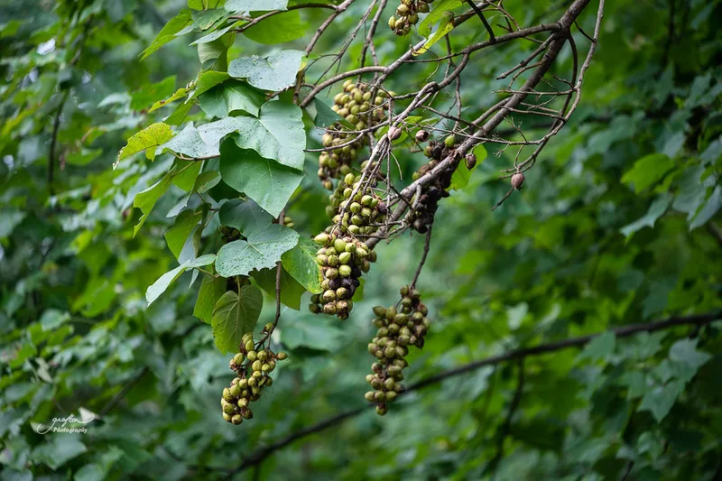 princess tree