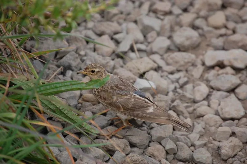 Eurasian Skylark