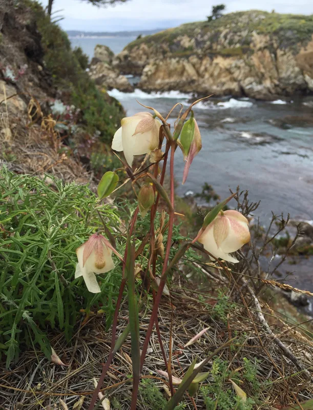 White Globe Lily