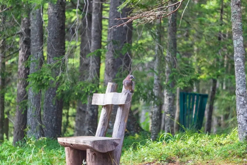 Eurasian Jay