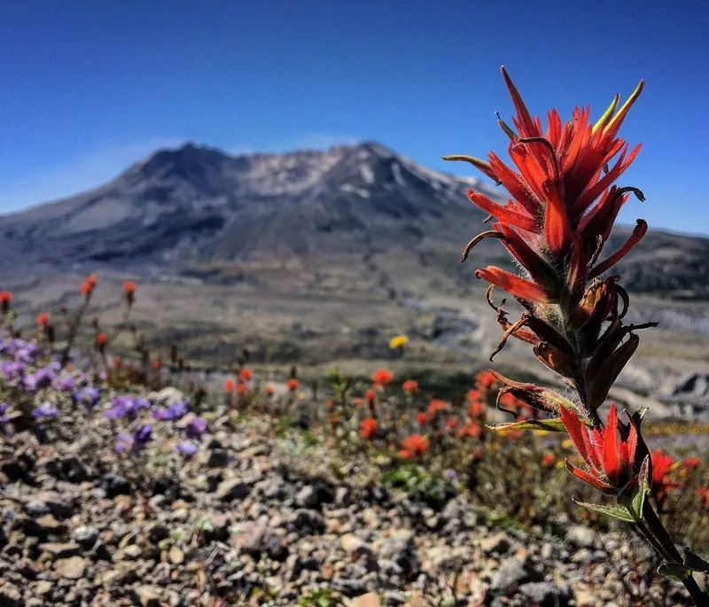 giant red paintbrush