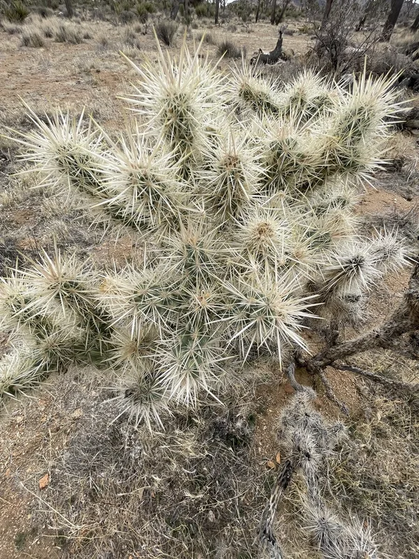 Silver Cholla