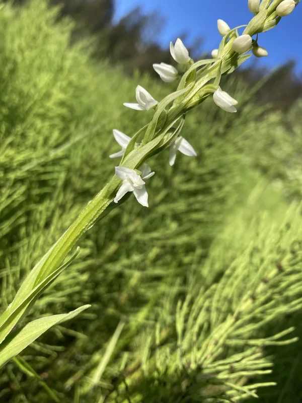 white bog orchid