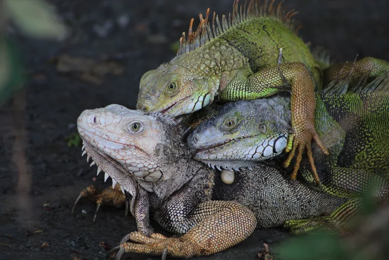 Green Iguana