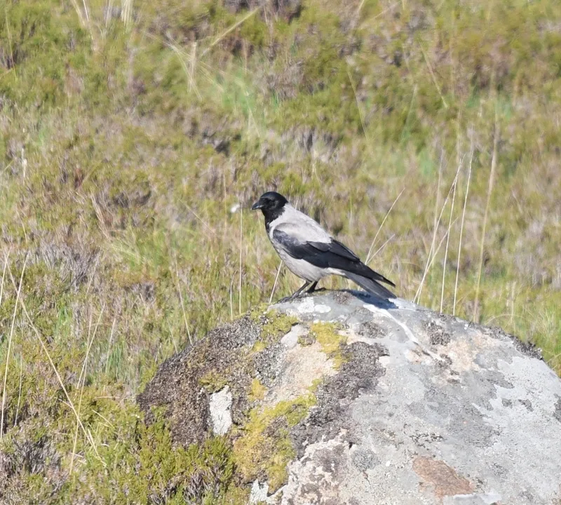 Hooded Crow