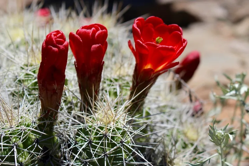Kingcup Cactus