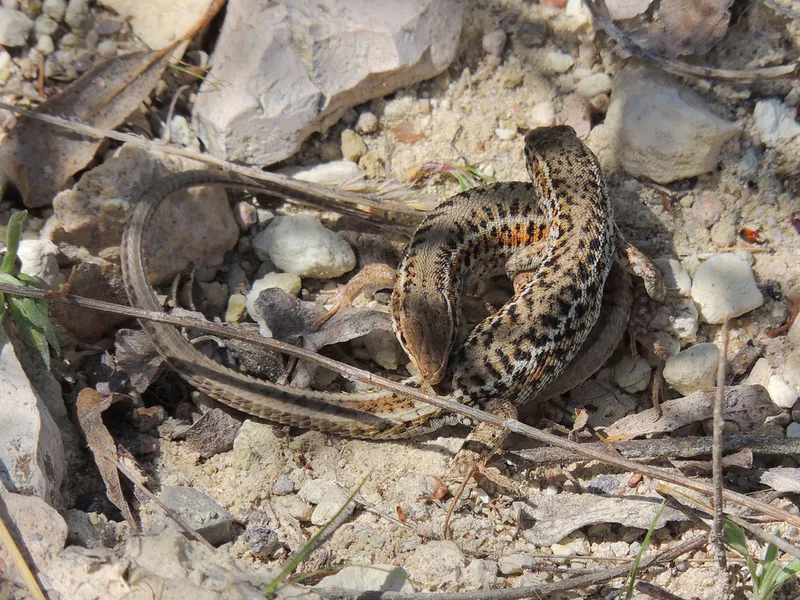 Snake-eyed Lizard
