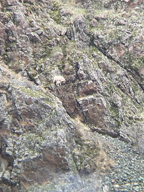 Mountain Goat