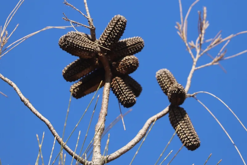 desert sheoak