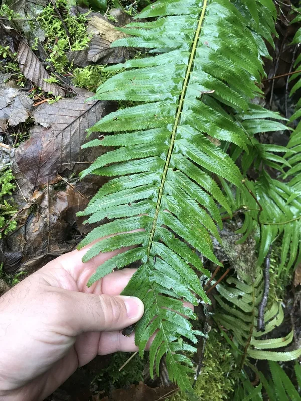 western sword fern