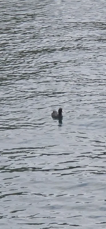 Eurasian Coot