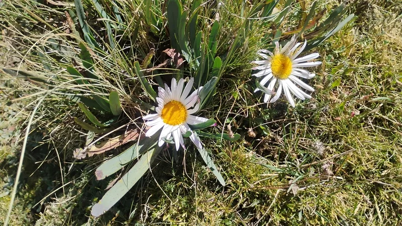 Rockhausenia nubigena