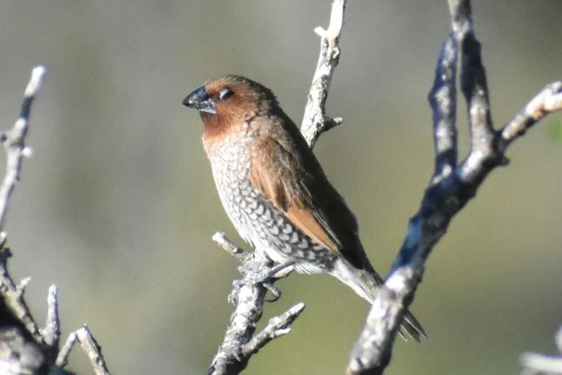 Scaly-breasted Munia
