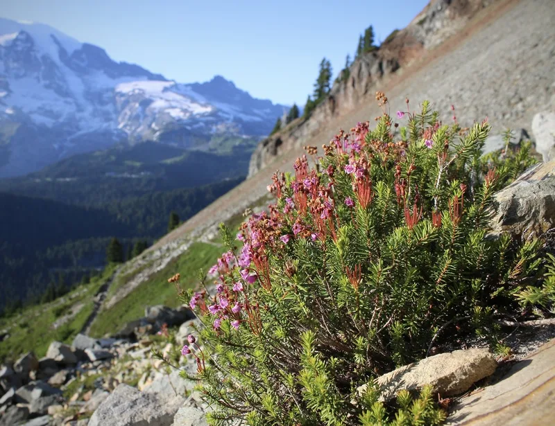 pink mountainheath
