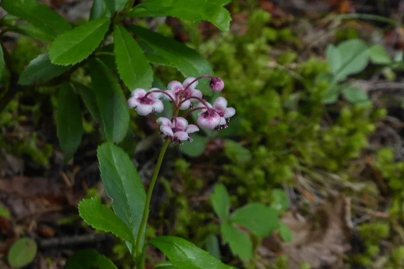 pipsissewa