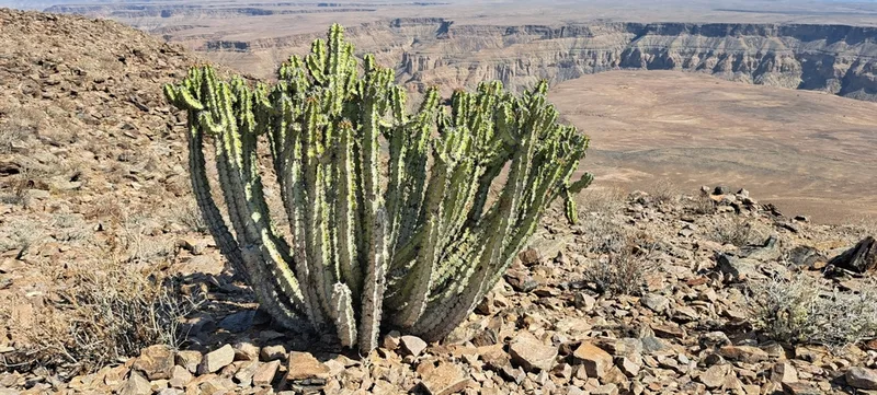 Namib Candelabra Naboom