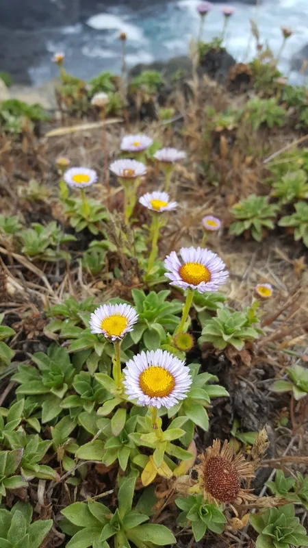 seaside daisy