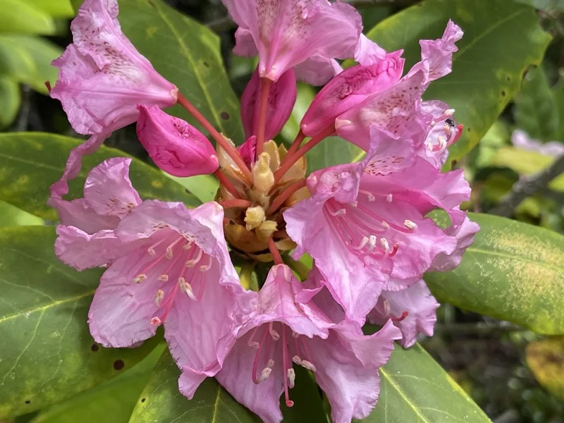 Pacific rhododendron
