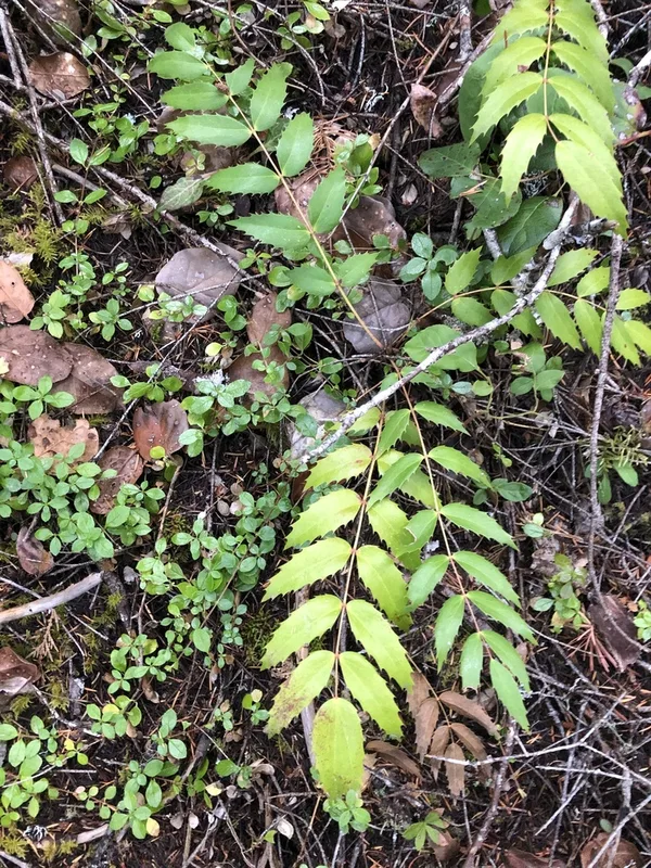 Cascade Oregon-grape
