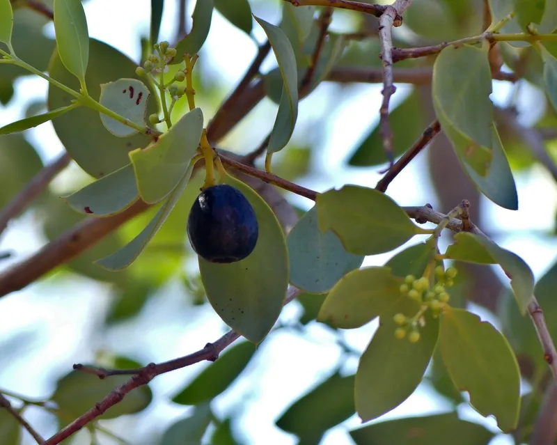 Blue Bush