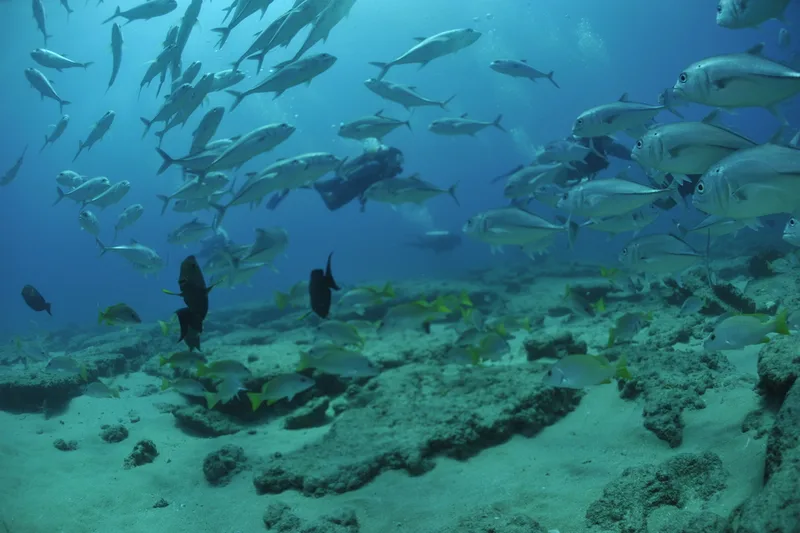 Bigeye Trevally