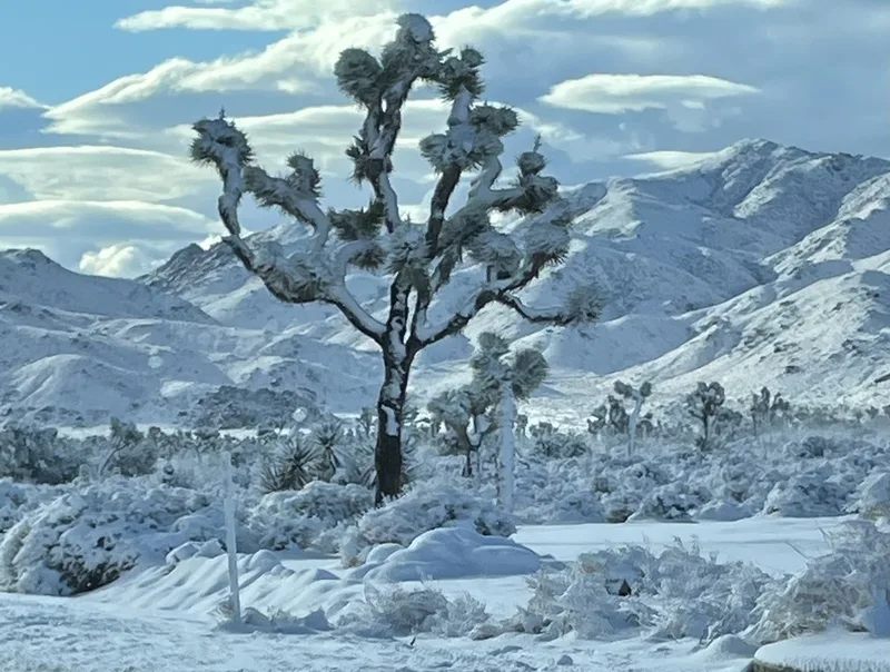 Western Joshua Tree