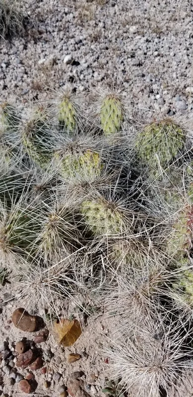 Plains Pricklypear