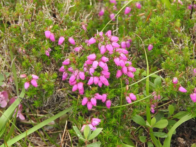 Bell Heather