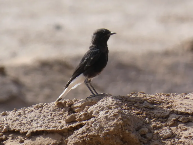 White-crowned Wheatear