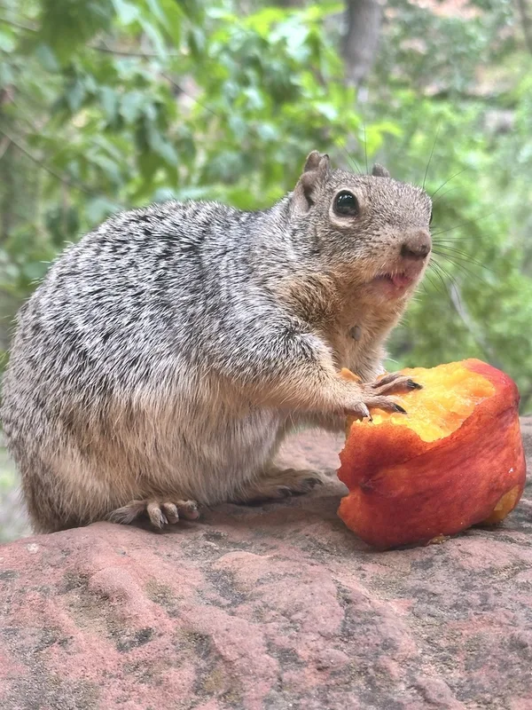 Rock Squirrel