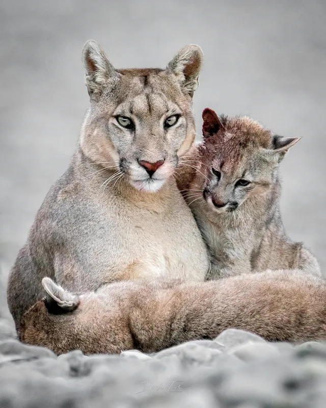 Mountain Lion