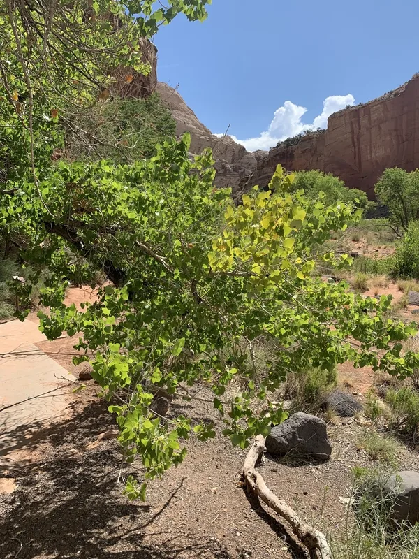Frémont Cottonwood