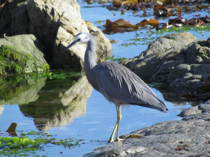 White-faced Heron