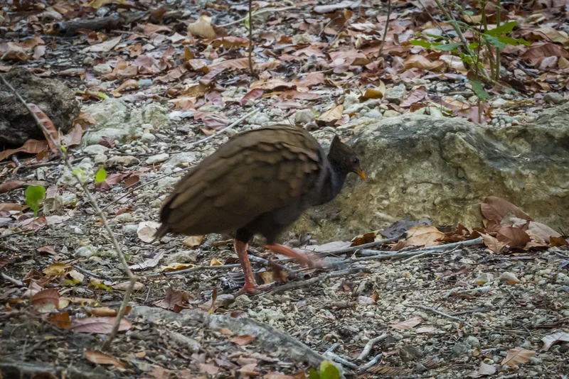Orange-footed Scrubfowl