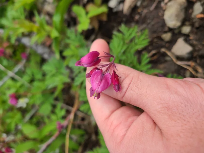 Pacific Bleeding Heart