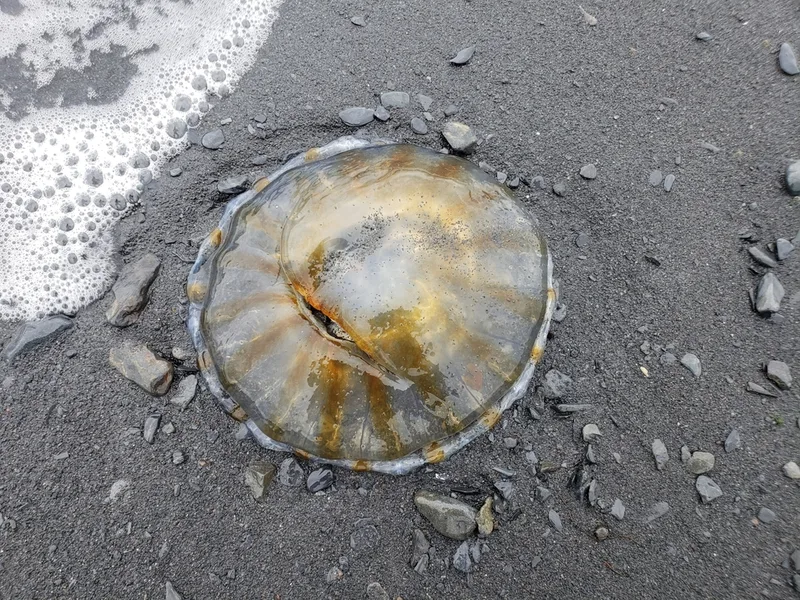 Northern Sea Nettle