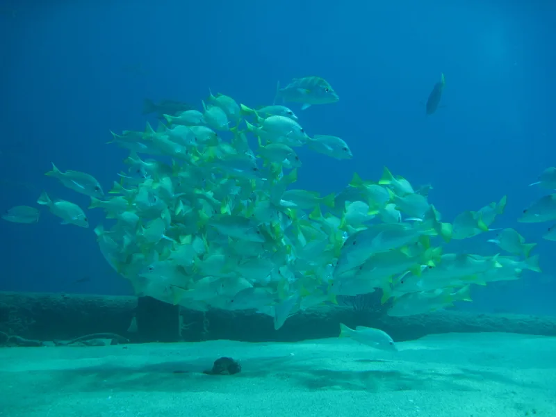Yellow Snapper