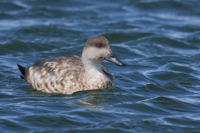 Crested Duck